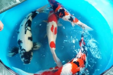 Ngắm cá chép Nhật giá ngàn đô về Việt Nam