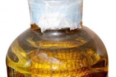 Dễ tử vong vì uống rượu rắn