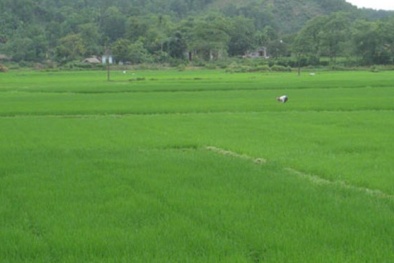 Giả mạo văn bản của lãnh đạo tỉnh để lừa dân