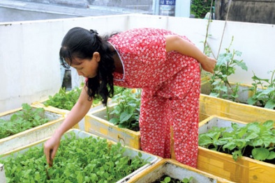 7 loại rau củ dễ trồng tại nhà