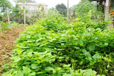 Người Hà Nội rộ mốt trồng ăn rau hoang dã