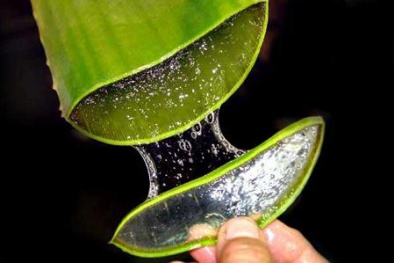 Lạm dụng nha đam có thể gây nám da