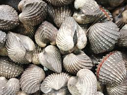 Phát hiện sò Trung Quốc tràn lan vào nội địa