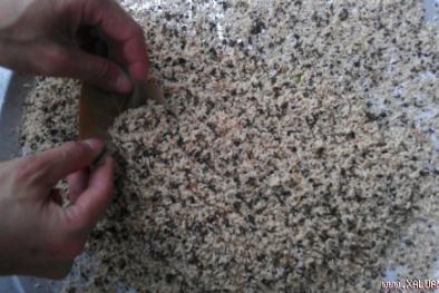 Hiểm họa khó lường vì 'mốt' ăn côn trùng