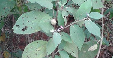 Cây an xoa 'cải tử hoàn sinh' chỉ là tin đồn