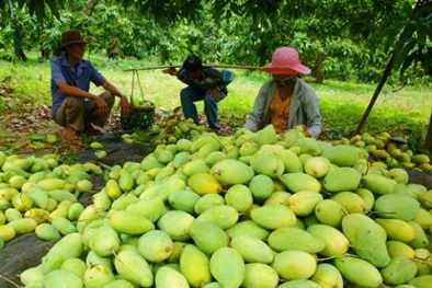 Thương lái Trung Quốc ngừng mua, xoài, ớt rớt giá thê thảm