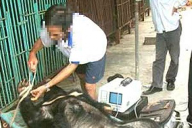 Tiềm ẩn nguy hại do sử dụng mật gấu