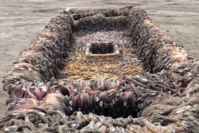 Hãi hùng với con tàu bí ẩn trôi dạt vào bờ biển nước Mỹ