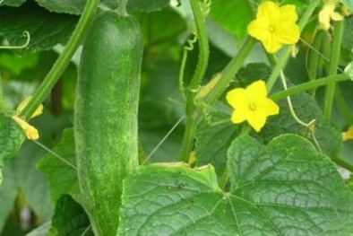 Những cách ăn dưa chuột có thể gây hại sức khỏe