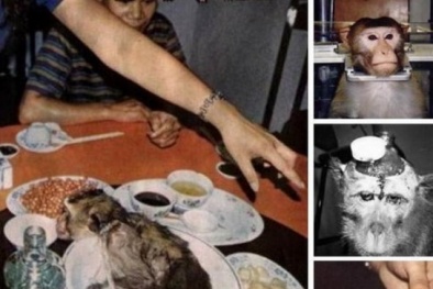 Mầm bệnh từ óc khỉ