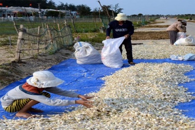 Ứng dụng lên men tỏi thành thuốc quý