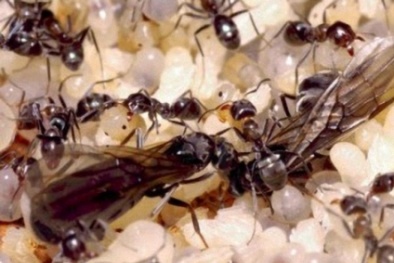 Dùng trứng kiến gai đen bạc triệu rước họa vào thân