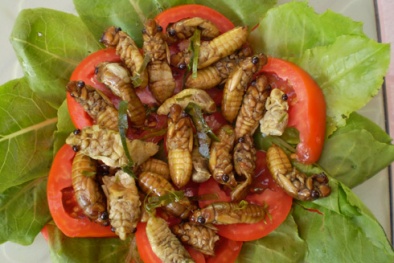 3 người bất tỉnh vì ăn nhộng ve sầu