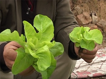 Thuốc tăng trưởng nhập lậu đe dọa người tiêu dùng