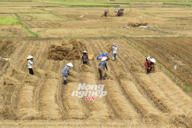 1 triệu đồng 1 sào rơm, đắt hơn thóc