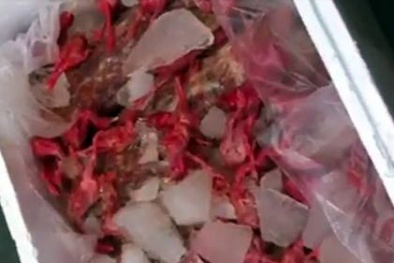 Hà Nội: Phát hiện hơn 500 kg gà con Trung Quốc bốc mùi hôi thối