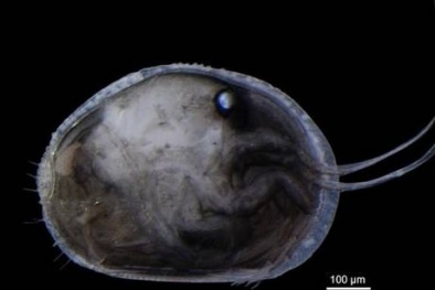 Tinh trùng cổ xưa nhất Trái Đất đã được phát hiện