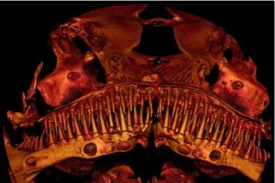 Phát hiện ra loài cá trê mới có hàm răng ghê rợn