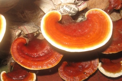 Nấm Linh Chi có thể điều trị ung thư và AIDS