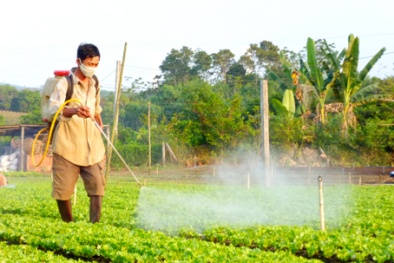 Cách nhận biết và hạn chế thuốc trừ sâu trong rau quả