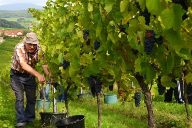 7 vùng sản xuất rượu vang 'siêu khủng' của Pháp