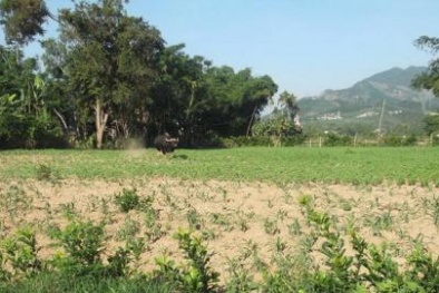 Bò rừng húc chết người ở Quảng Nam