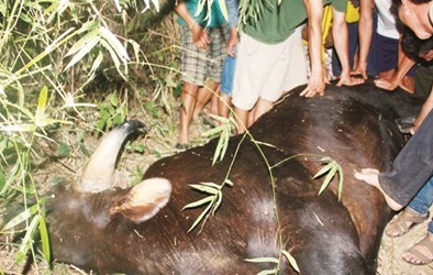 Bò tót húc chết người: Chuyện giờ mới tiết lộ