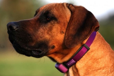 Vòng cổ thông minh cho thú nuôi 