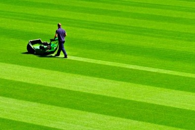 Chọn mua máy cắt cỏ giá tốt