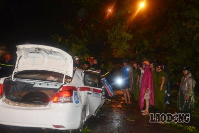 Tại sao mùa mưa nào cũng để cây xanh đè chết người?