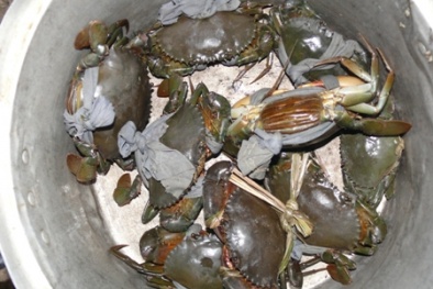 Thương lái Trung Quốc bị phạt vì mua cua trái phép