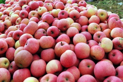 Hoa quả Trung Quốc nhiễm độc... vẫn an toàn?