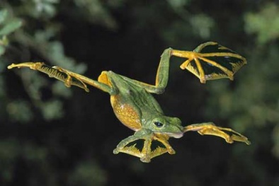 Phát hiện ếch bay tại Việt Nam