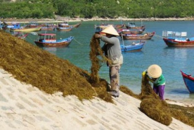 Lại mắc 'bẫy' thương lái Trung Quốc, giá rong mơ chạm đáy