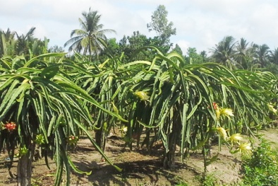 Lật tẩy chiêu thu gom bông thanh long của thương lái Trung Quốc