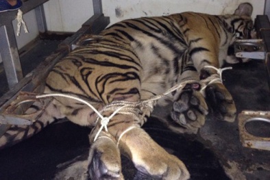 Vứt hổ xuống đường để tháo chạy vì bị truy đuổi