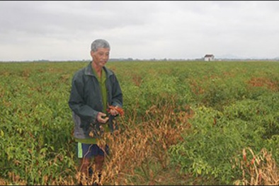 Người trồng ớt trắng tay vì công ty Trung Quốc bỏ chạy