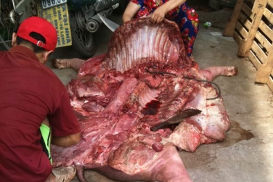Thâm nhập lò mổ biến thịt lợn chết thối thành tươi ngon