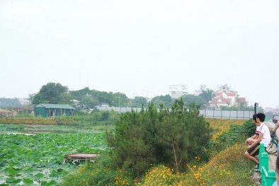 Vì sao Sen Tây Hồ bị quây tôn?