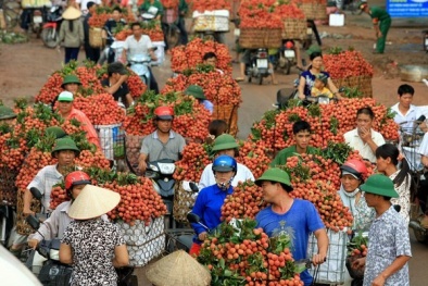 Vải thiều rẻ như rau muống: Vấn đề cấp bách rồi!