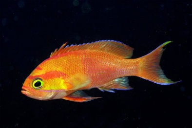 Cá cảm thấy đau giống hệt con người