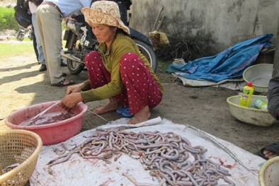 Tận diệt giun biển bán qua Trung Quốc