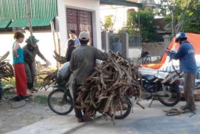  Cấm Trung Quốc thu mua gen quý hiếm, tài sản quốc gia