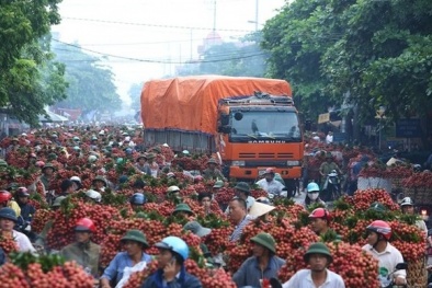 Vải thiều được giá nhờ cuối vụ và ngày lễ 