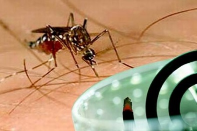 Chống muỗi và côn trùng trong mùa hè 