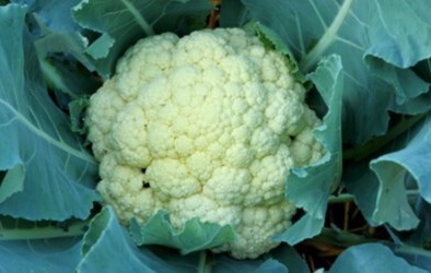 Súp lơ có thể ngăn ngừa 5 loại ung thư
