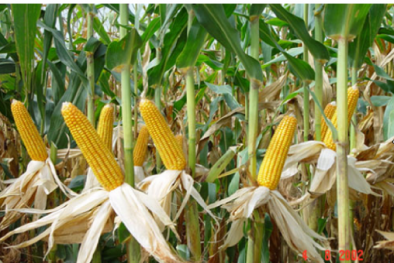 Sản lượng ngô nhập khẩu tăng mạnh