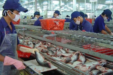 Doanh nghiệp vẫn khó dù cá tra được giảm thuế nhập khẩu