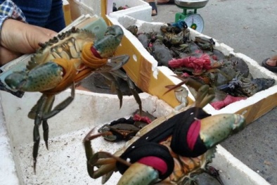 Cua siêu rẻ: Cua biển Cà Mau bị giả mạo!