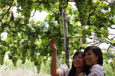 Tìm hướng phát triển cây nho và Vang Ninh Thuận